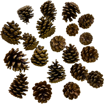 Natural Pinecones 